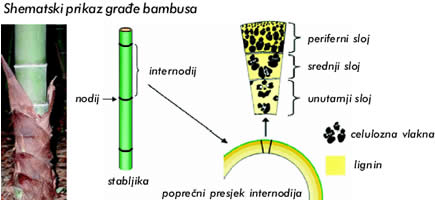 Bambus sve prisutniji