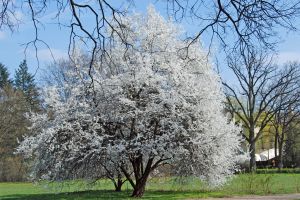 Feng shui - umijeće uređenja prostora