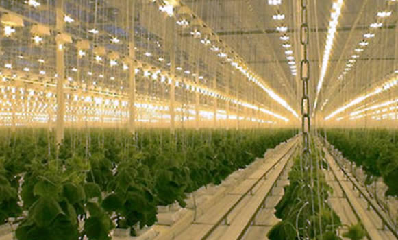 Hortikulturalna rasvjeta