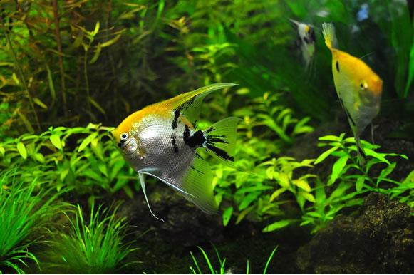Biljke za akvarij