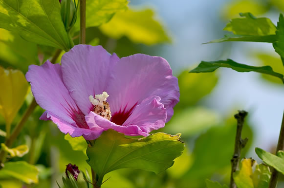 Cvijet hibiskusa