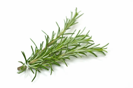 Ružmarin – mediteranski simbol ljubavi