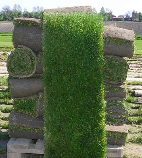 Travni busen
